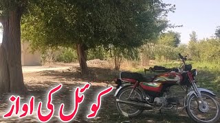 Quail Ki Awaz || Birds || Imran Khagga