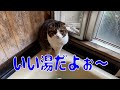 【親子猫】初潜入！！実家のお風呂はどーなってる？親子猫のあくなき探検【スコティッシュフォールド】