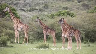 My Selection from my Masai Mara trip 1st-7th Oct&#39;23!