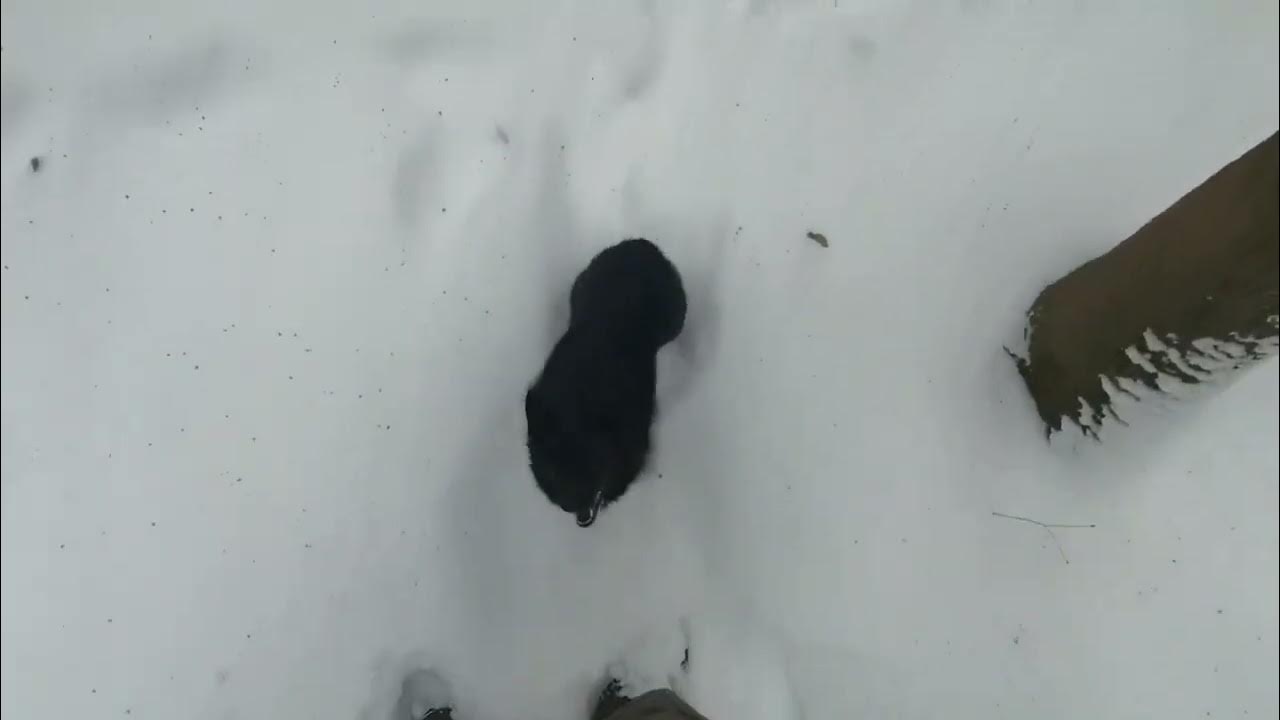 Отработка для аджилити в сугробах (слалом и мини-тун) 😊. Шипперке Ариша ...