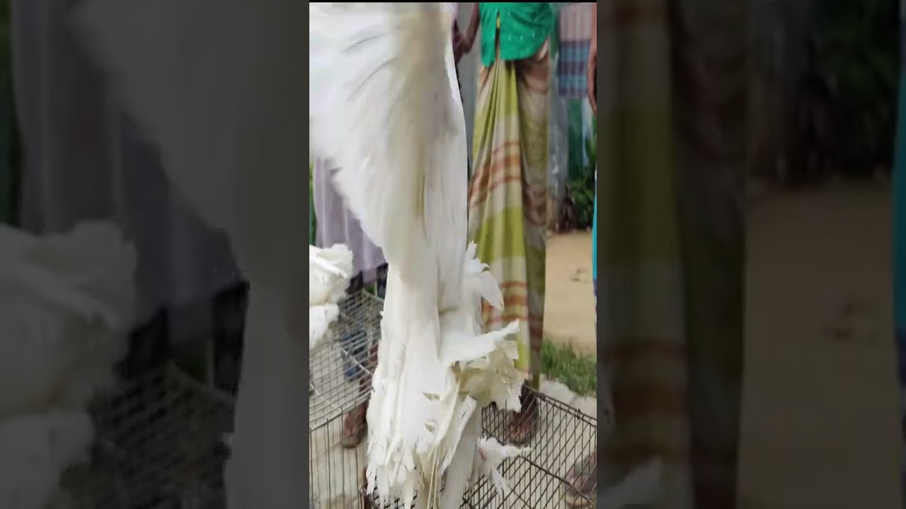 Why is pigeon breeding a good business  || Amazing production ideas 