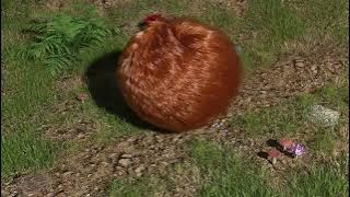 An adult Amorphous Globosus - second Blender hair animation.