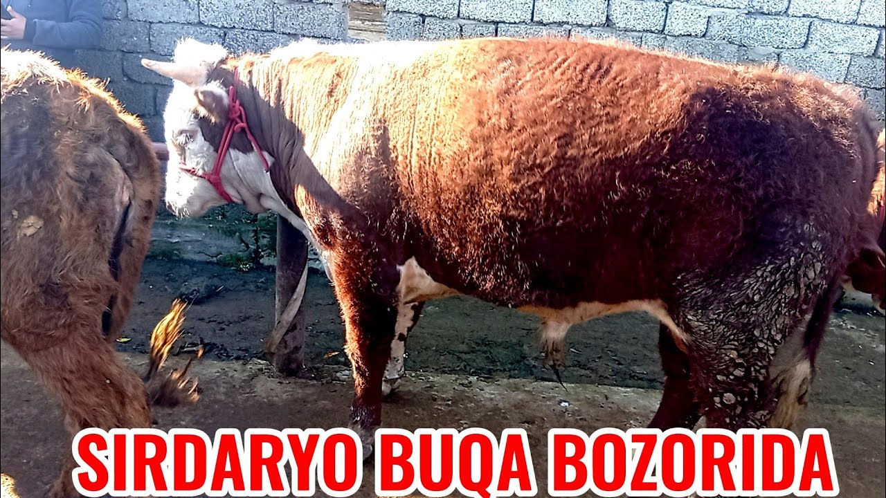 SIRDARYO BUQA BOZORIDAGI BUGUNGI NARXLAR DAXSHAT 🦬🦬🦬🐃
