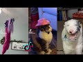 Funny TikToks That Had Me In Tears | TikTok Compilation