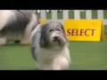 Polish Lowland Sheepdogs |  Breed Judging 2020 の動画、YouTube動画。