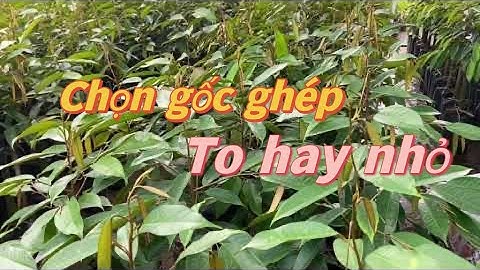 Cách lựa chọn cây giống Sầu Riêng Monthon Thái cây kinh tế cao