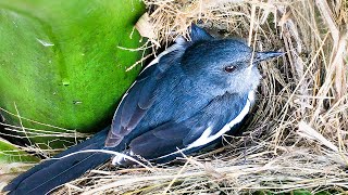 Magpie-robin Protecting Babies From Rain (2) – Brilliant Nesting Ideas Keep Birds Dry in Rain E246
