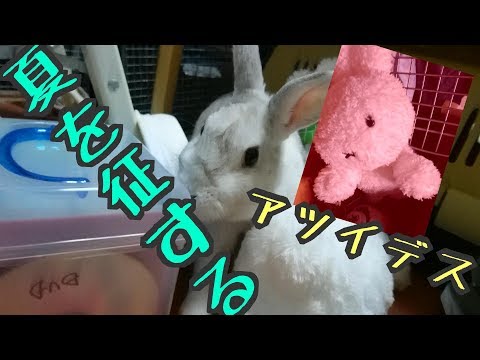 【うさぎのUSAGIN】炎天下の自動車内放置は危険という動画【Rabbit Queen】