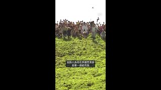 英國「滾起司大賽」 參賽者瘋狂滾下山