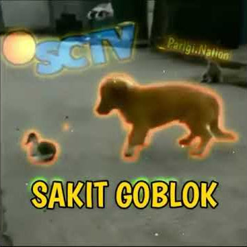 Story wa ngak ngak si anjing vc bebek