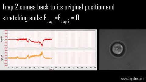 SENSOCELL optical tweezers application example  cell stretching  By IMPETUX