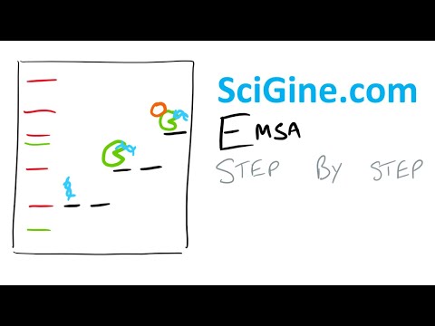 Learn EMSA (Electrophoretic Mobility Shift Assay) in 15 min - Tutorial & Protocol, Step by Step