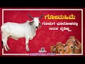 ಗೋಮಹಿಮೆ  | ಭೂಲೋಕದಲ್ಲಿ ಗೋವಿಗಿರುವ ವೈಶಿಷ್ಟ್ಯ