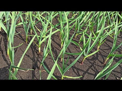 Vidéo: Comment nourrir l'ail au printemps pour qu'il soit gros et ne jaunisse pas