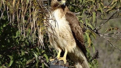Hawk Attacks Baby Bird Nest Momma Mockingbird & Me Protect Cat Bird