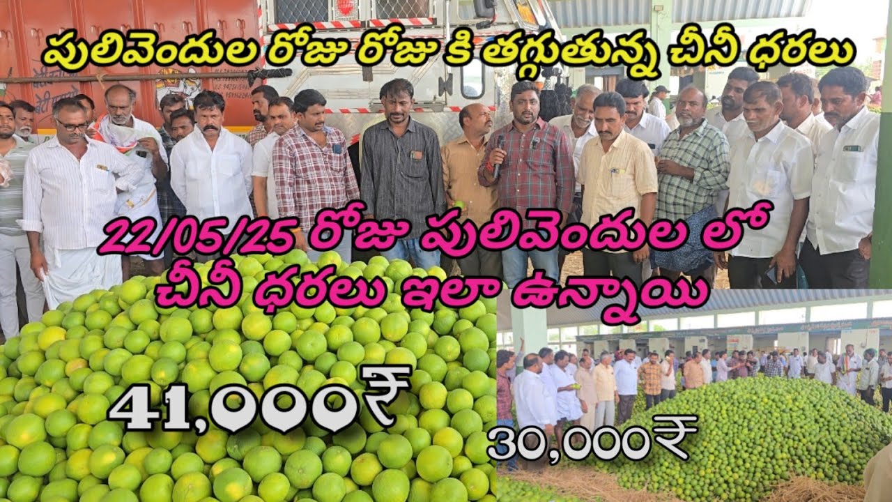 22/05/25 ఈరోజు పులివెందులలో చీనీ ధరలు ఇలా ఉన్నాయి #agriculture #farming #viralpost #pulivendulahari