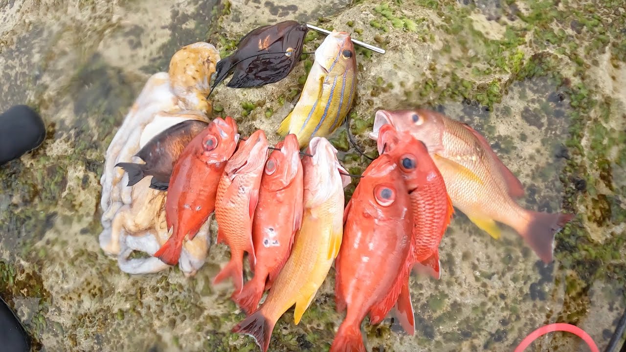 Hawaii Spearfishing | Chill 3-Prong Session For Reds, Invasives, And More!