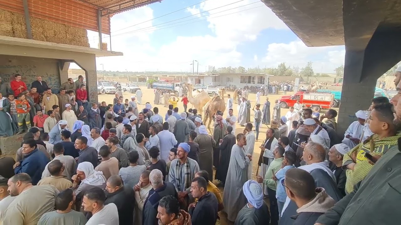 سوق برقاش مزاد اولاد ابو سريع الجمال السوداني 6