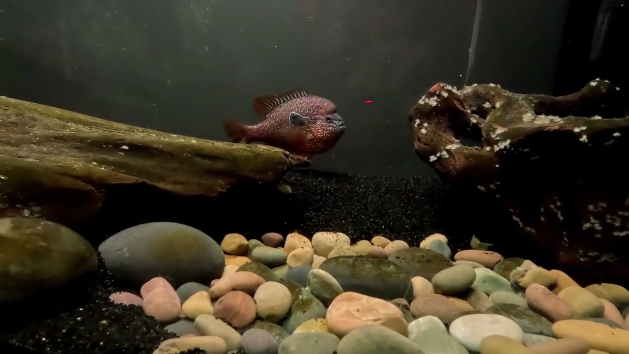 It's been a while...150 gallon longear sunfish tank update