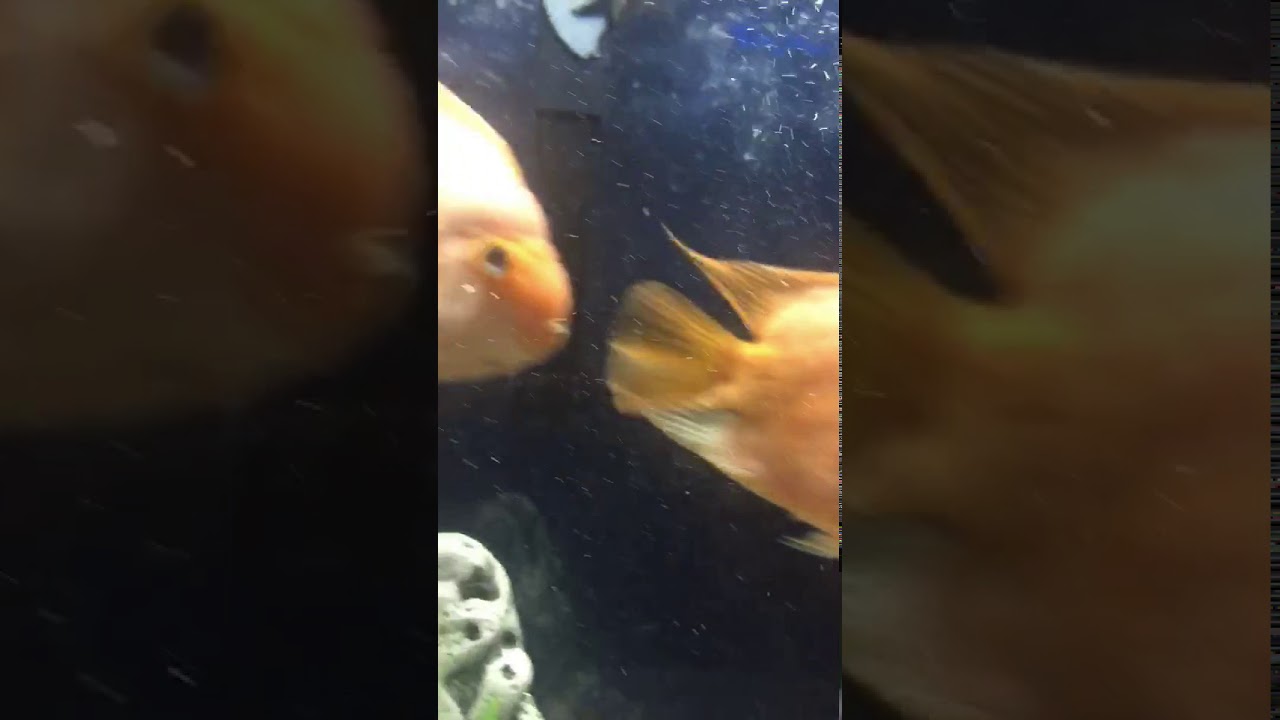 Fish got smack - YouTube