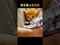 【奇跡の物語】道端で見つけた小さな命。優しさが、子猫の運命を変えた感動実話。