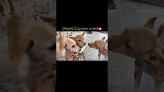 Street Dogs Deserve Love Too ❤️🥹||@Real_Sonii ||#music#love#shortsfeed#explorepage#trendingshorts