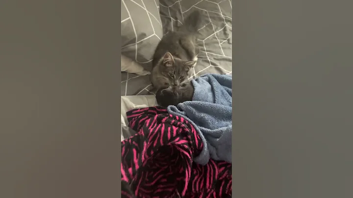 Watch the video about Big licks for sleepy kitten #cat #kitten #fyp #ragamuffin #russianblue