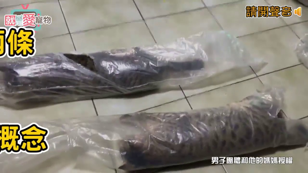 喵星人又創造了新物種 驚見貓海參 蟹肉棒 握壽司 Youtube