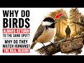 WHY HE WATCHES YOU | The Secret Bird Behavior Explained