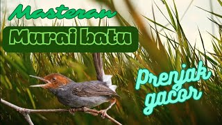 Download Lagu Masteran prenjak atas betina gacor MP3 Download Lagu Masteran prenjak atas betina gacor MP3
