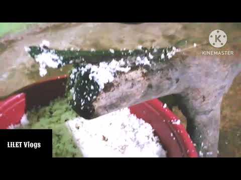 part 1 How To Cook Original Biko@liletvlogs#panlasangpinoy