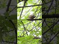 Morning dove in puerto rico #morningdove #dove #birds #cutebirds #paloma #puertorico