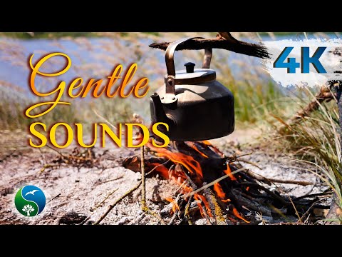 ПРИЯТНЫЕ Звуки Природы и ЗВУКИ ОГНЯ и горят поленья | 1 Час - ДУШЕВНО КИПИТ ЧАЙНИК в Летом на Реке