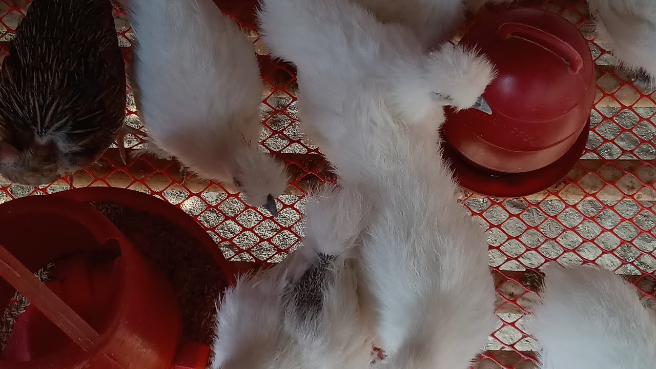 Abul farming  আবুল ফার্মিং is live!