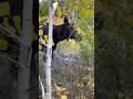 MOOSE on the hiking trail! #utah #moose #camping #hiking #fish #fishing #wildlife #nature #michigan