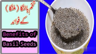 Benefits of Basil Seeds.تخم ملنگا کے فوائد.Tukhum Balanga k fwaid.تخم بالنگا کے فوائد.Tukhum malanga