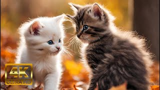 Healing Heart Music with Cat Purr Frequency 💚😽These Cute Kittens & Cats Will Melt Your Heart by Healing Cats Relaxing Music 253 views 5 months ago 1 hour, 11 minutes