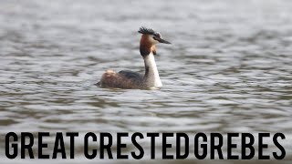 Watching great Crested grebes