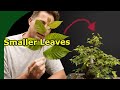 How to reduce leaf size on bonsai all you need to know