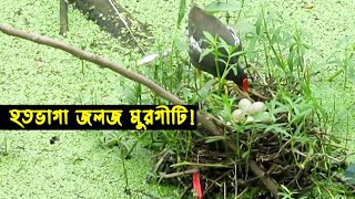 জলজ মুরগির জীবন কাহিনী | Bird Story-48 | The Life Story of  Moorhen Bird | Jactok