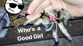 MEET all my FRIENDLY TARANTULAS !!! [Best beginner tarantula?] screenshot 4