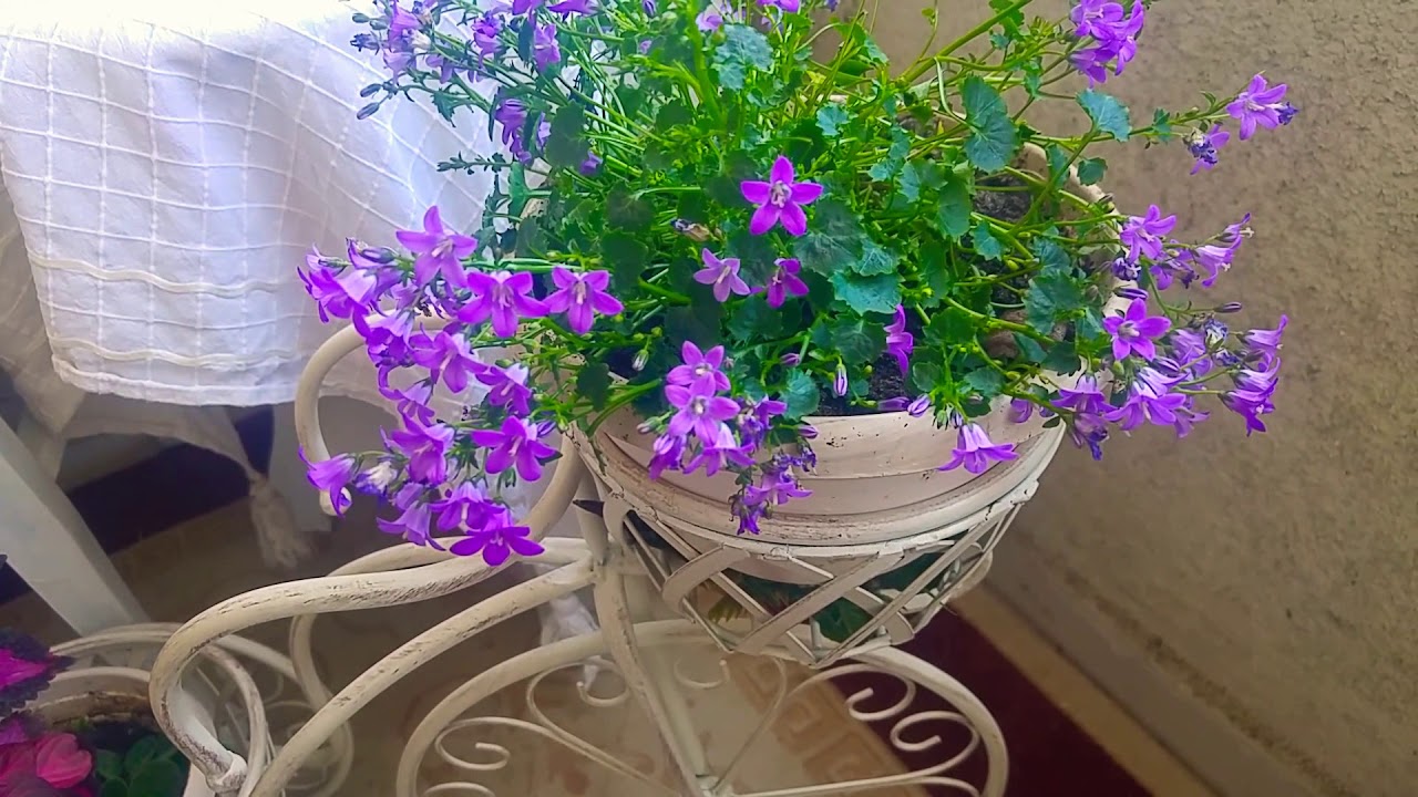 Campanula. Çan çiçeği, maviş çiçeği bakımı, çoğaltılması ve sulanması nasıl yapılır?