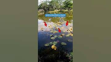 MONSTER Red Ear (Shellcracker) in PADS #shorts