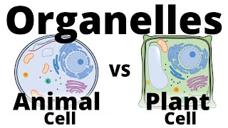 Plant Cell vs. Animal Cell
