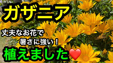 ガザニア 花 騎士