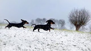 Dachshunds in the snow.