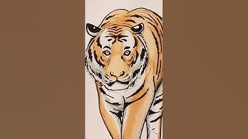 👉👉 Dibuja al Tigre de Bengala 🐯