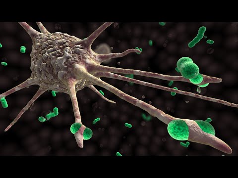 Macrophage Cytokine Release - YouTube