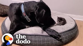 Orphaned 1Pound Kitten Gets Adopted By a 160Pound Great Dane | The Dodo Little But Fierce