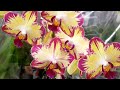 ПРОСТО ОБАЛДЕННЫЕ ОРХИДЕИ в КАСТОРАМА PAPAGAYO Попугай Orchids ORCHID орхидея фаленопсис ОРЕНБУРГ